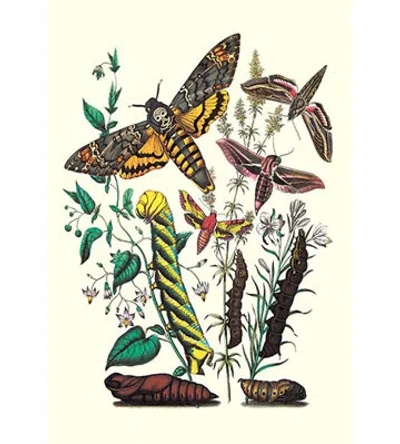 Buyenlarge Moths: C. Colerio, C. Elpenor, C. Porcellus By W. F. Kirby - Unframed Graphic Art Print In Brown;green;beige