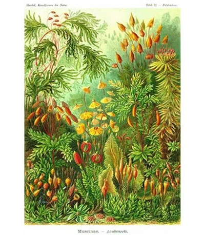 Buyenlarge 'muscinae' By Ernst Haekel Graphic Art In Green