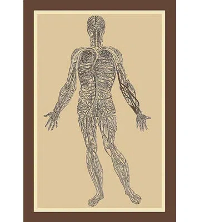 Buyenlarge 'nervous System' By Andreas Vesalius Painting Print In Gray;beige
