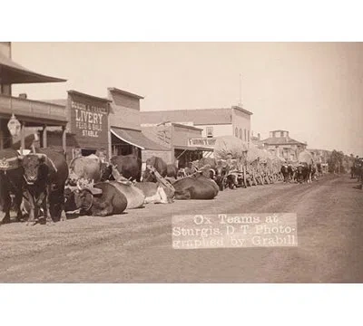 Buyenlarge Ox Teams In The Dakota Territory By John C.h. Grabill - Photograph Print In Brown;gray