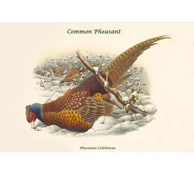 Buyenlarge Phasianus Cochicus Common Pheasant By John Gould - Graphic Art Print In Brown;gray;beige