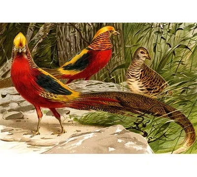 Buyenlarge 'pheasants' By F.w. Kuhnert Graphic Art In Brown;green;red