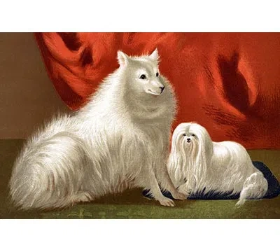 Buyenlarge 'pomeranian And Maltese' By Vero Shaw Painting Print In Gray;red