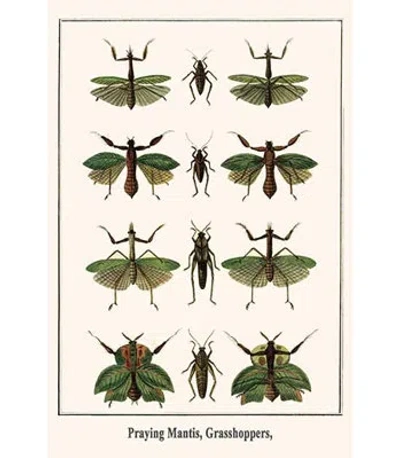 Buyenlarge Praying Mantis Grasshoppers By Albertus Seba - Graphic Art Print In Beige
