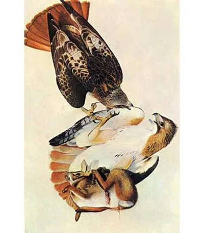 Buyenlarge Red Tailed Hawk - Graphic Art Print In Black;beige;orange
