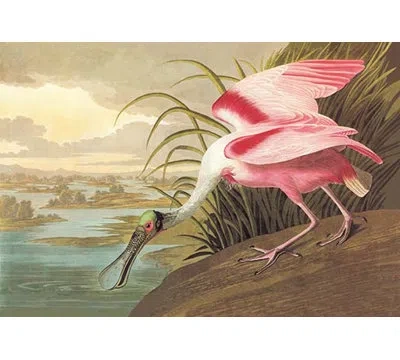 Buyenlarge Roseate Spoonbill By John James Audubon Painting Print In Brown;pink