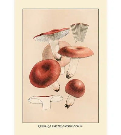 Buyenlarge Russula Emetila (poisonous) By W. Hamilton Gibson Painting Print In Brown;white