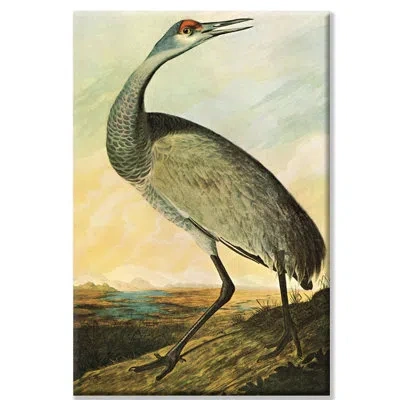 Buyenlarge 'sandhill Crane' By John James Audubon Painting Print In Brown;gray