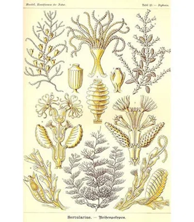 Buyenlarge Sertulariae By Ernst Haeckel - Unframed Graphic Art Print In Yellow;silver