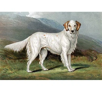 Buyenlarge 'setter' By Vero Shaw Painting Print In White;green