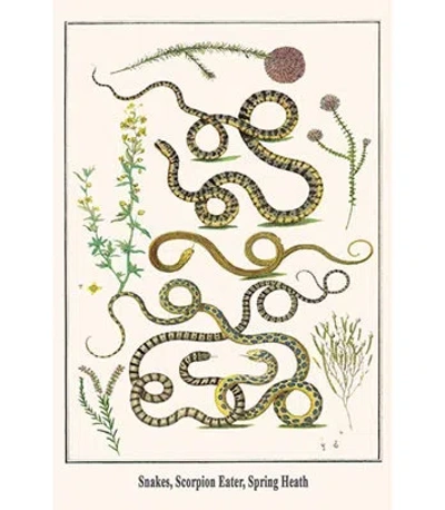 Buyenlarge Snakes Scorpion Eater Spring Heath By Albertus Seba - Graphic Art Print In Brown;green;beige
