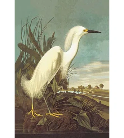 Buyenlarge Snowy Egret By John James Audubon Graphic Art In White;green