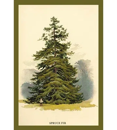 Buyenlarge 'spruce Fir Tree' By W.h.j. Boot Painting Print In Green;beige