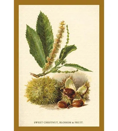 Buyenlarge 'sweet Chestnut, Blossom And Fruit' By W.h.j. Boot Painting Print In Brown;green;beige