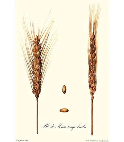 Buyenlarge Wheat - Graphic Art Print In Brown