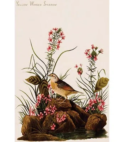 Buyenlarge Yellow Winged Sparrow By John James Audubon - Unframed Graphic Art Print In Brown;beige;pink