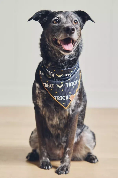 By Anthropologie Halloween Dog Bandana In Black