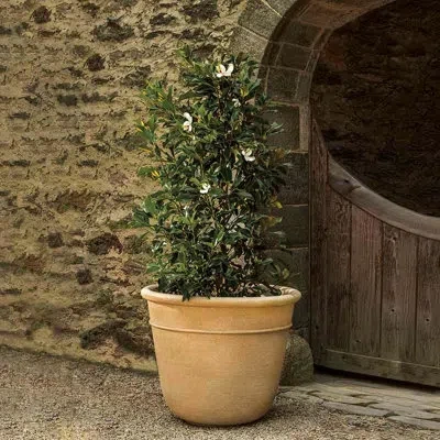 Campania International Carema Planter, Xlg In Animal Print