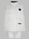 Canada Goose In White
