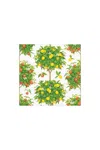 Caspari Citrus Topiaries Paper Cocktail Napkins In White