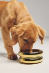 Catenary Home Cat Halo Bowl