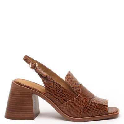 Cecelia New York Women's Splash Shoe In Snake In Brown