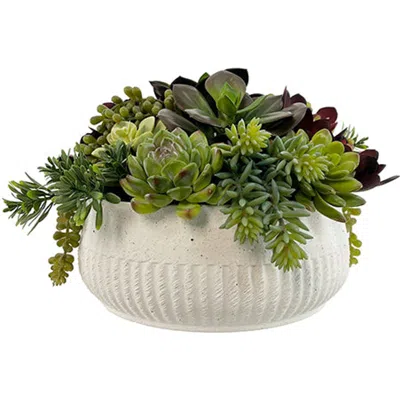 Cg Hunter 12" Succulent Arrangement In White