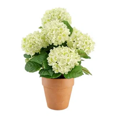 Cg Hunter 23" Artificial White Potted Hydrangea Plant In Green