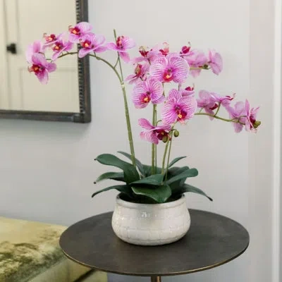 Cg Hunter 23" Phale Orchid In Green