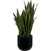 Cg Hunter 30" Snake Plant In Green
