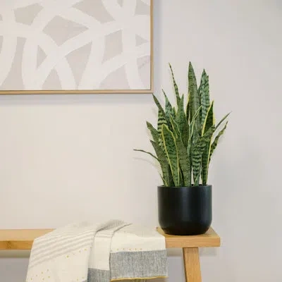 Cg Hunter 30" Snake Plant In Green