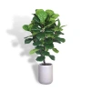 Cg Hunter 5ft Artificial Fig Tree Kd In Green