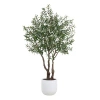 Cg Hunter 7.5ft Olive Tree, Potted In White