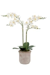 Cg Hunter Artificial 2-stem Phalaenopsis White Orchid In White