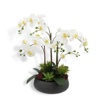 Cg Hunter Artificial Orchid With Succulents In Multi