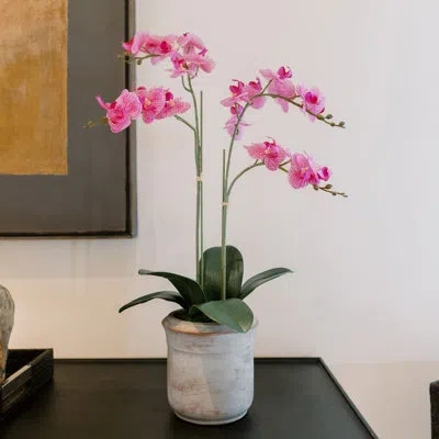 Cg Hunter Floral Orchid Phale 4 Stem Pot 23in In Pink