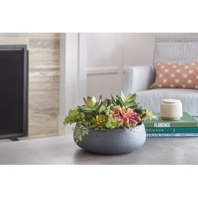 Cg Hunter Plant 14in Round Succulent Arrangement, Natural Pot In Gray,black