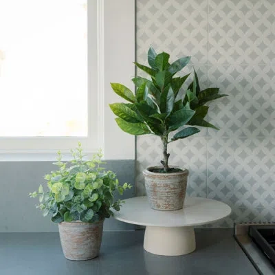 Cg Hunter Plant 2pk Pot Eucalyptus 10in Citrus 16in In Green