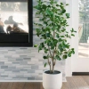 Cg Hunter Tree Eucalptus Pot 4ft In Green