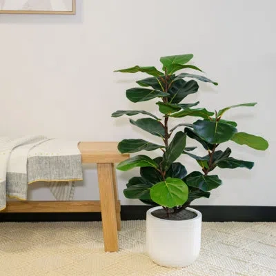 Cg Hunter Tree Fddle Fig Pot 3ft In Green