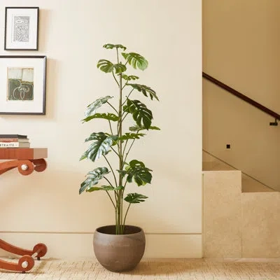 Cg Hunter Tree Monstera Grower 5ft In Green