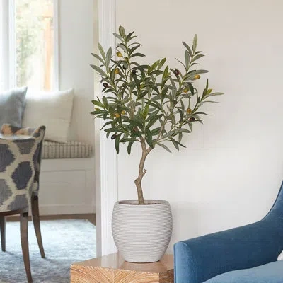 Cg Hunter Tree Olive Topiary Pot 34in In Green
