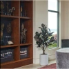 Cg Hunter Tree Rubber Pot 5ft In Multi