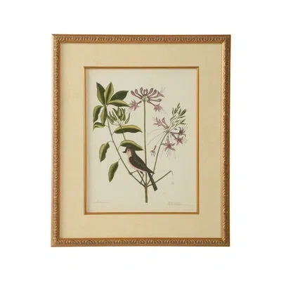 Chelsea House Catesby Bird And Botanical I - Picture Frame Graphic Art In Green;purple