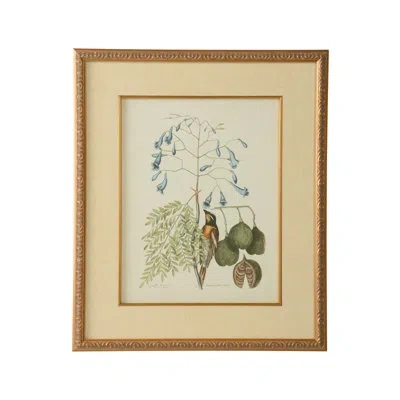 Chelsea House Catesby Bird And Botanical Ii - Picture Frame Graphic Art In Blue;green