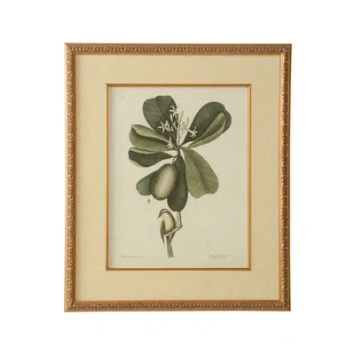 Chelsea House Catesby Bird And Botanical Iii - Picture Frame Graphic Art In Green;beige