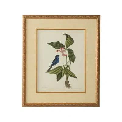 Chelsea House Catesby Bird And Botanical Iv - Picture Frame Graphic Art In Blue;green