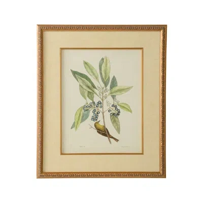 Chelsea House Catesby Bird And Botanical V - Picture Frame Graphic Art In Green