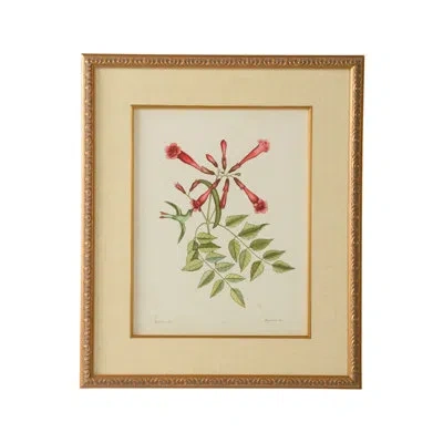 Chelsea House Catesby Bird And Botanical Vi - Picture Frame Graphic Art In Green;red