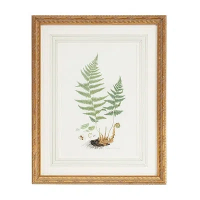 Chelsea House Curtis Ferns Ii - Picture Frame Graphic Art In White;green